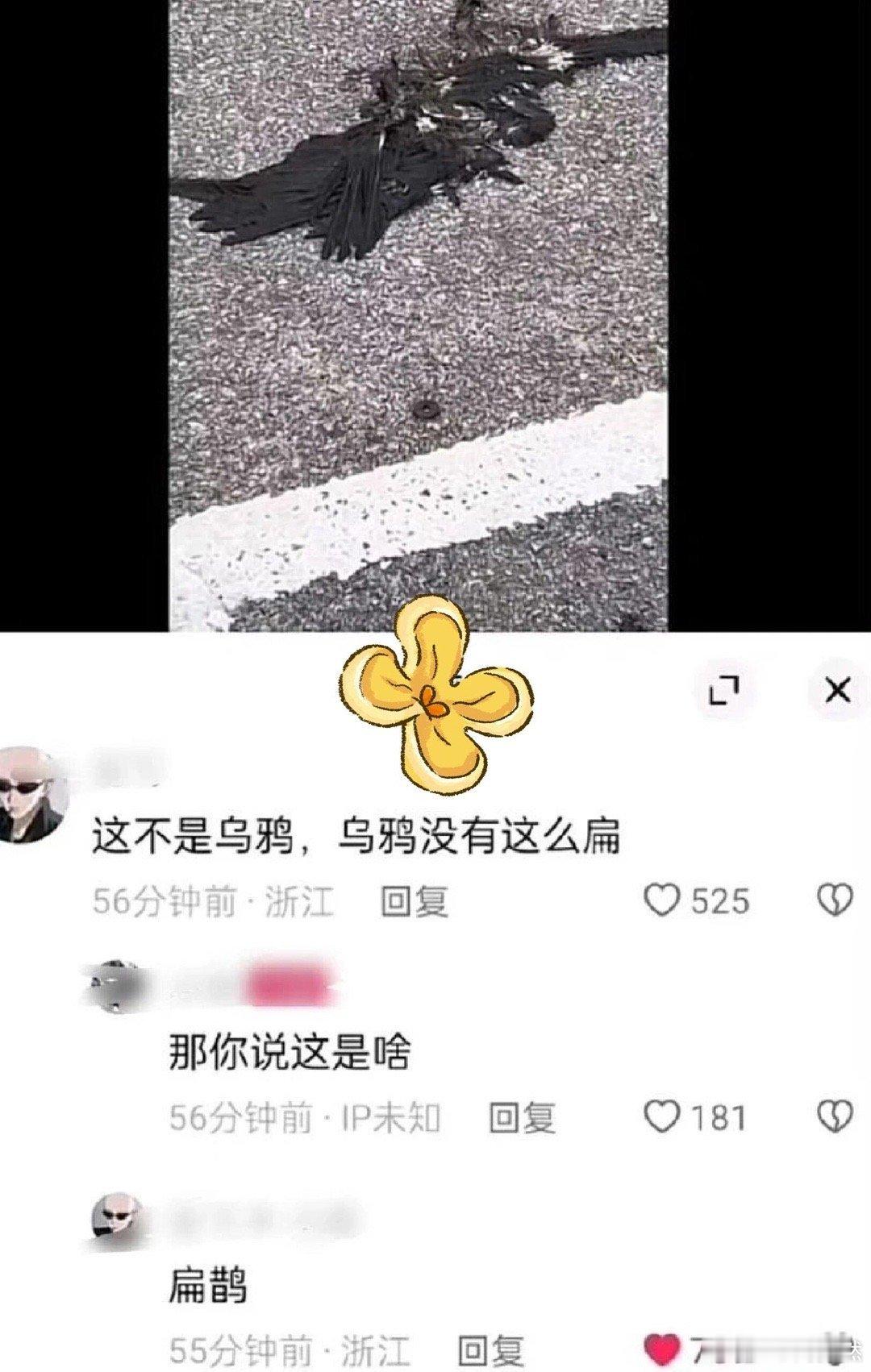 乌鸦:你以为你很幽默？！！！