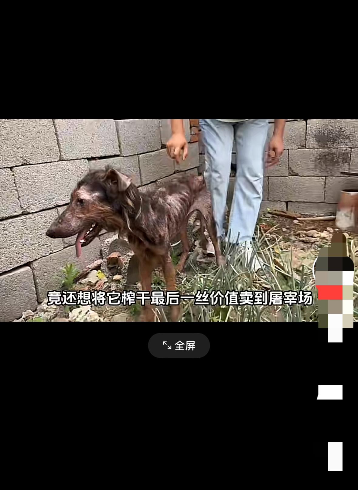 陪伴犬惨遭患病老人虐待，骨瘦如柴面目全非，躲在墙角瑟瑟发抖阿尔茨海默症让老人