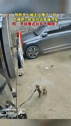 “万万没想到”！云南，一男子因为自己狗狗调皮，早上揍了它一顿，万万没想到，狗狗不