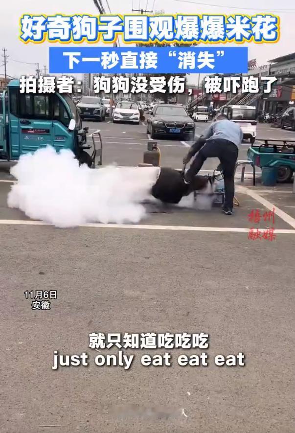 “原地飞起！”11月6日，安徽，街头的爆米花摊位准备开锅，一只路过的小狗好奇地上
