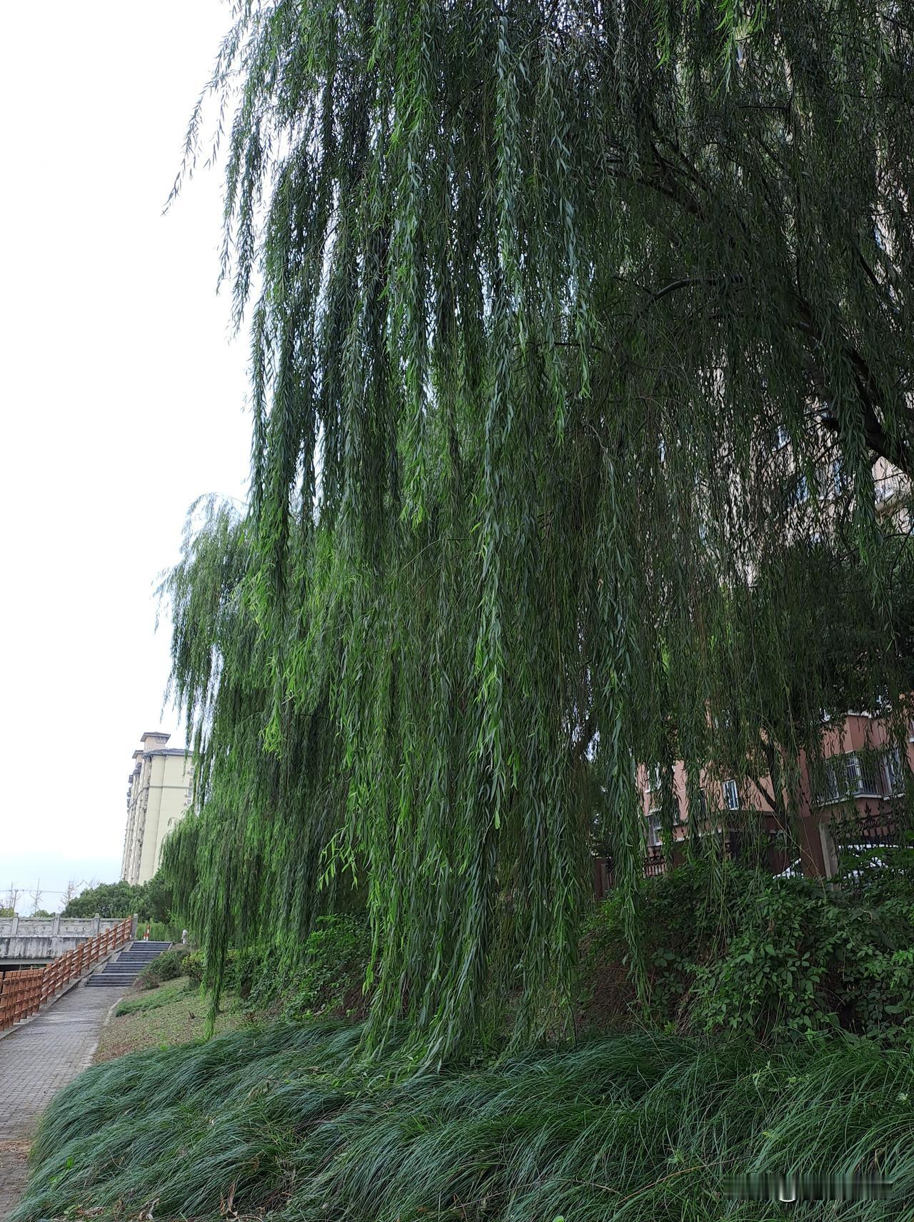 发一张你相册最绿的图片这是夏天拍摄的柳树，像美女瀑布抱的长发。