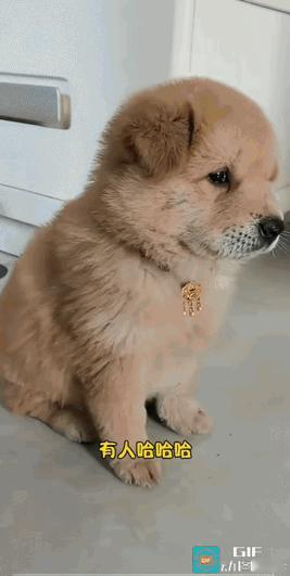 二狗子一看就是经常打小报告的主，看这一身的穿戴，奖励是没少捞啊！