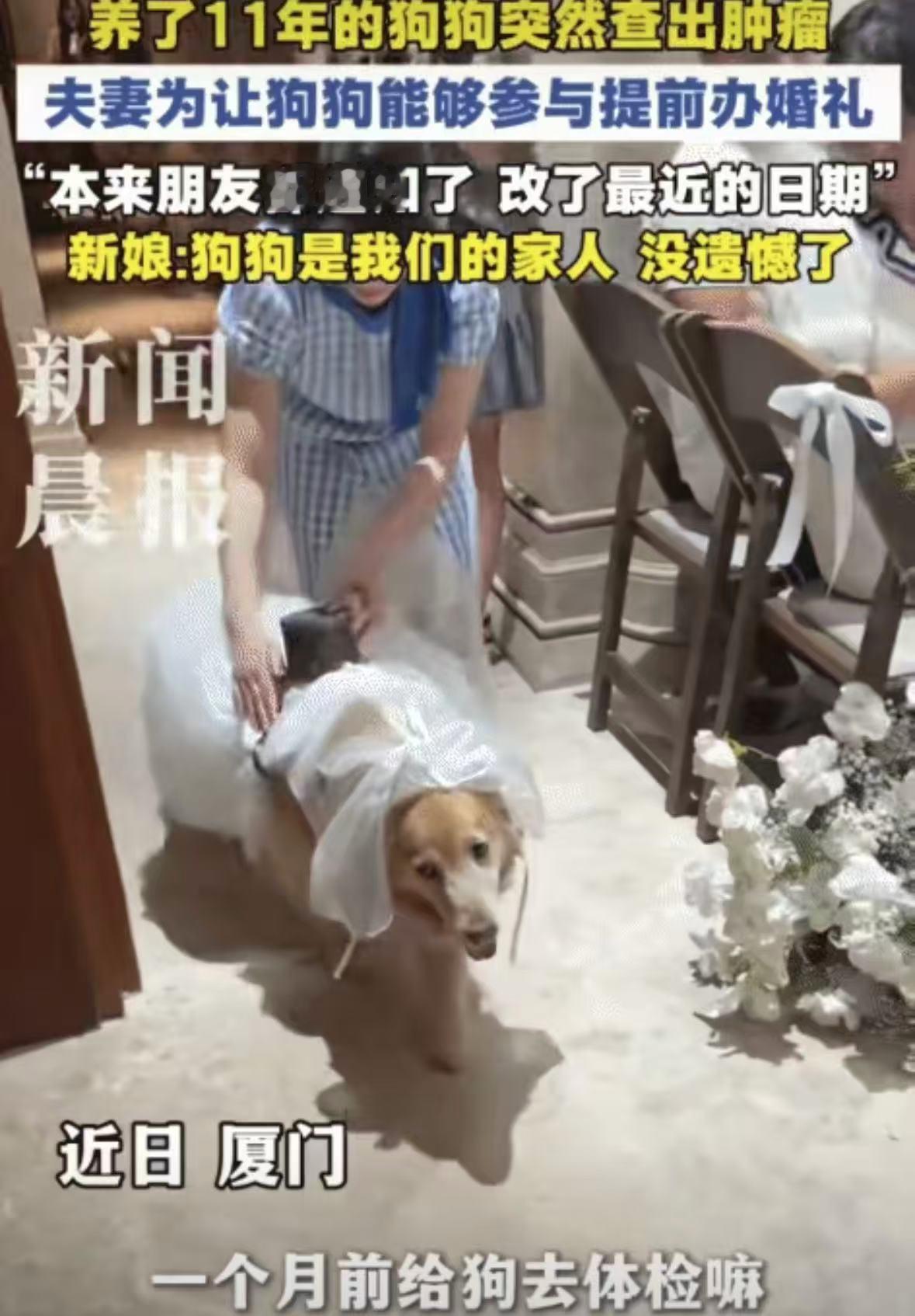 太好哭了！厦门，男子养了11年的狗狗查出肿瘤。为了能够让狗狗到场见证自己的婚礼，