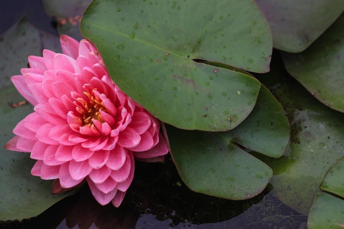 人海茫茫，日日跋涉，今天的我们，越来越将日子过成原野间的横行疾度一般，多了份奔忙