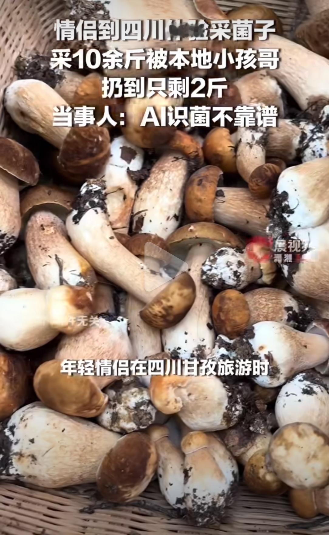 情侣去川西采菌，收获十多斤，用AI逐一识别，把“有毒”的剔除，自信满满准备下山加