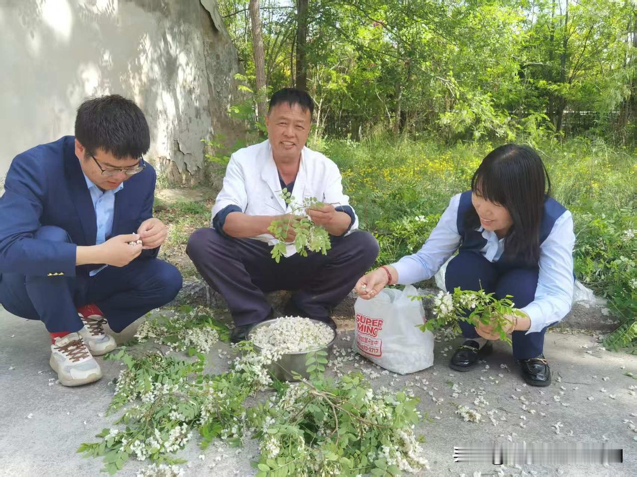 槐花溢香满站区温情相伴聚人心春和景明，太佳东高速泥屯收费站院内及沿线槐树