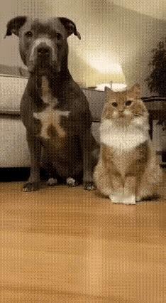 猫咪：我辛辛苦苦争宠，你就给我吃素？狗都比我吃得好？本喵颜面何在！😤当场