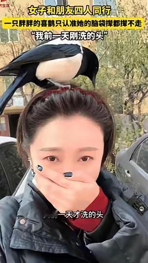 “科学也解释不清了！”近日，辽宁营口，一女子和朋友出门逛街，路上碰到了一只喜鹊，