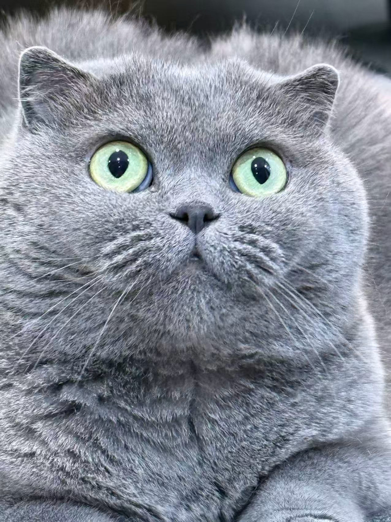Socute​​​