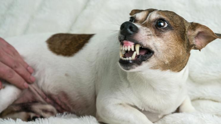 孕期母犬的营养补充与喂养注意事项