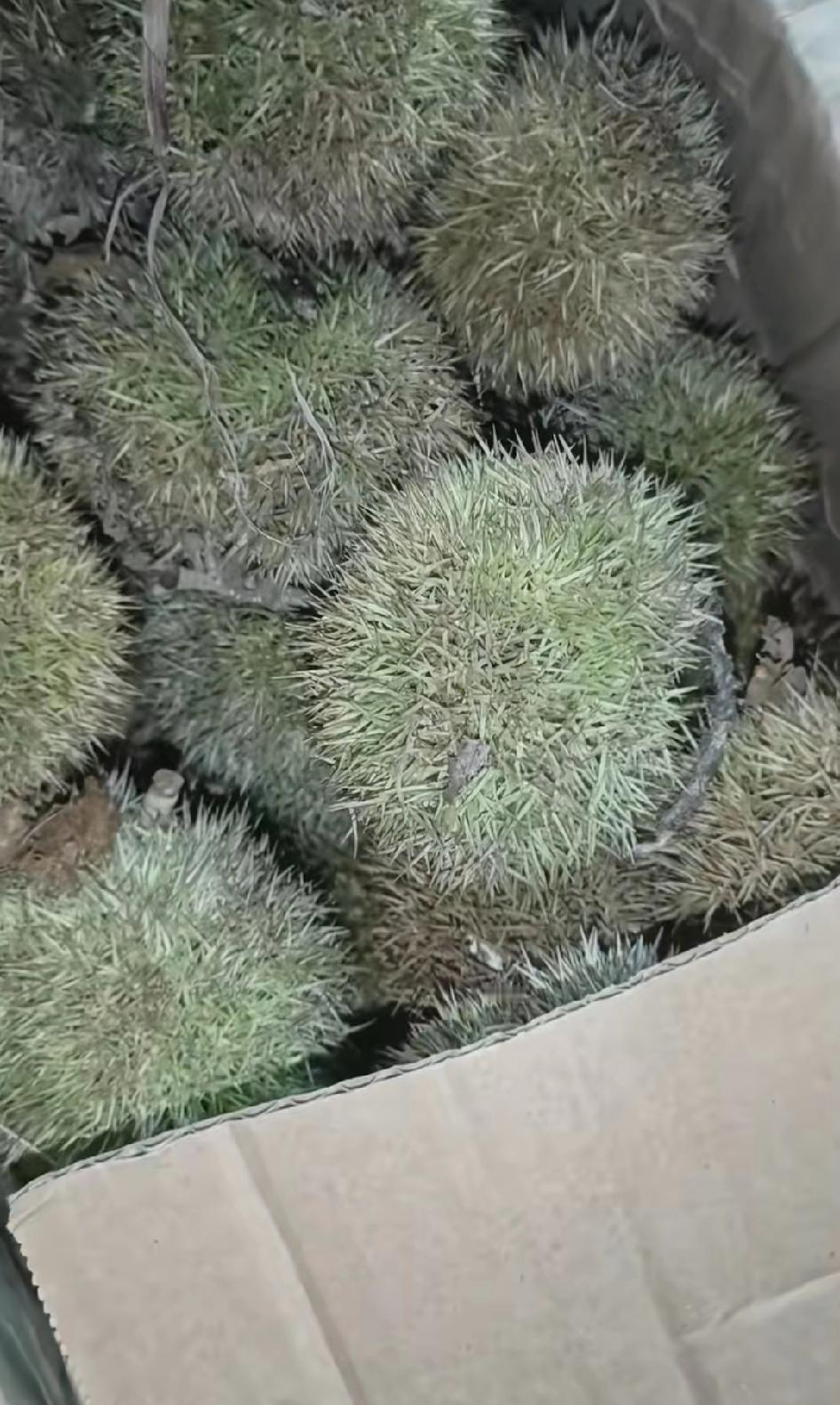 在抖音花8.9买的五斤板栗，不错是不错，但是有点扎手啊！现在人工成本高了，这样