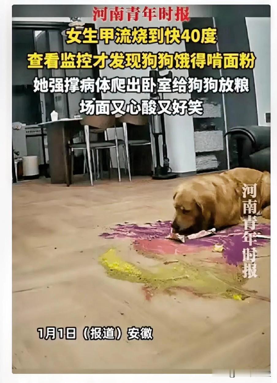 笑不活！安徽一女生甲流烧到快40度，在床上躺了一天，发现家里狗狗异常安静，查看监
