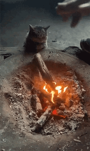 猫咪怎么能可爱成这样​​​