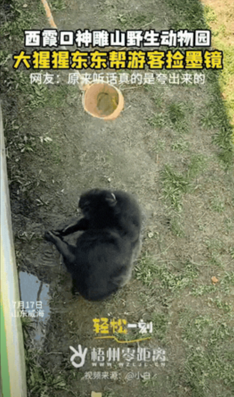 太有灵性了！山东威海，游客在猩猩馆前拍照时，墨镜不小心掉进了园里。游客本以为墨镜