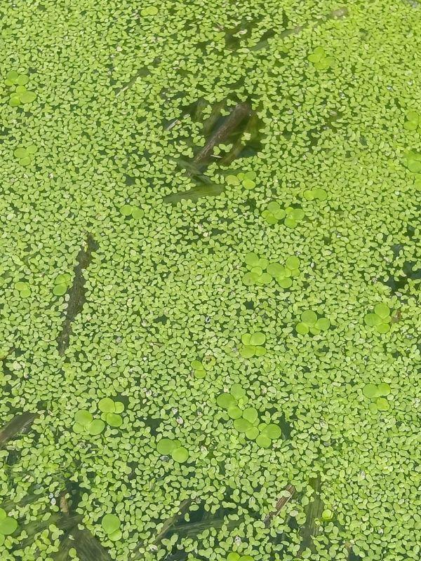 绝大多数网友都不知道，浮萍的亩产量有多高？答案是45吨！干重7吨！其他农作物