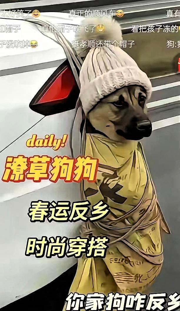 今年春运路上，一只狗狗意外成了网红！因为晕车，主人没法把它放车里，只好用布兜挂