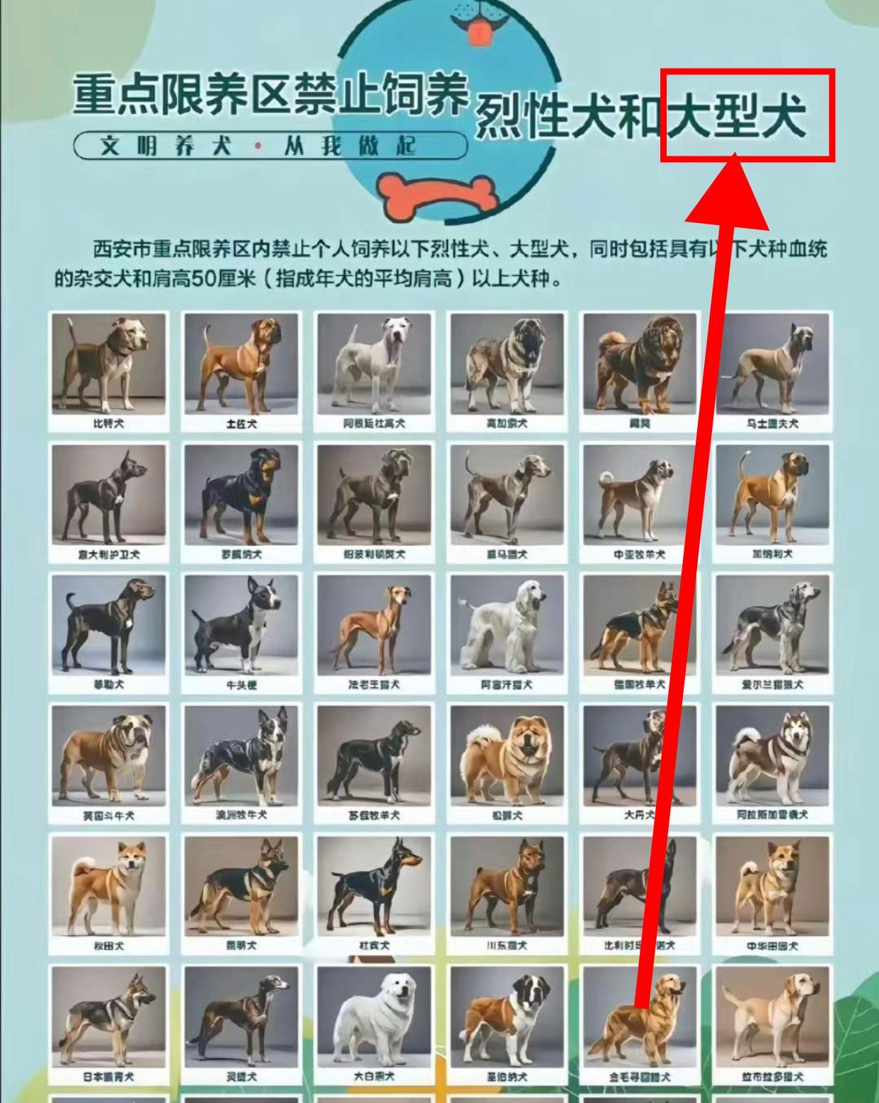 最近西安禁养犬目录明显被带偏节奏，金毛、边牧应当是属于大型犬进的目录，结果现在一