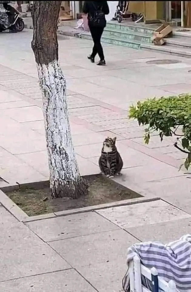 哈哈，被这组照片可爱到了！路边一只可爱的猫咪坐在树旁，全神贯注地仰着头看向树上，
