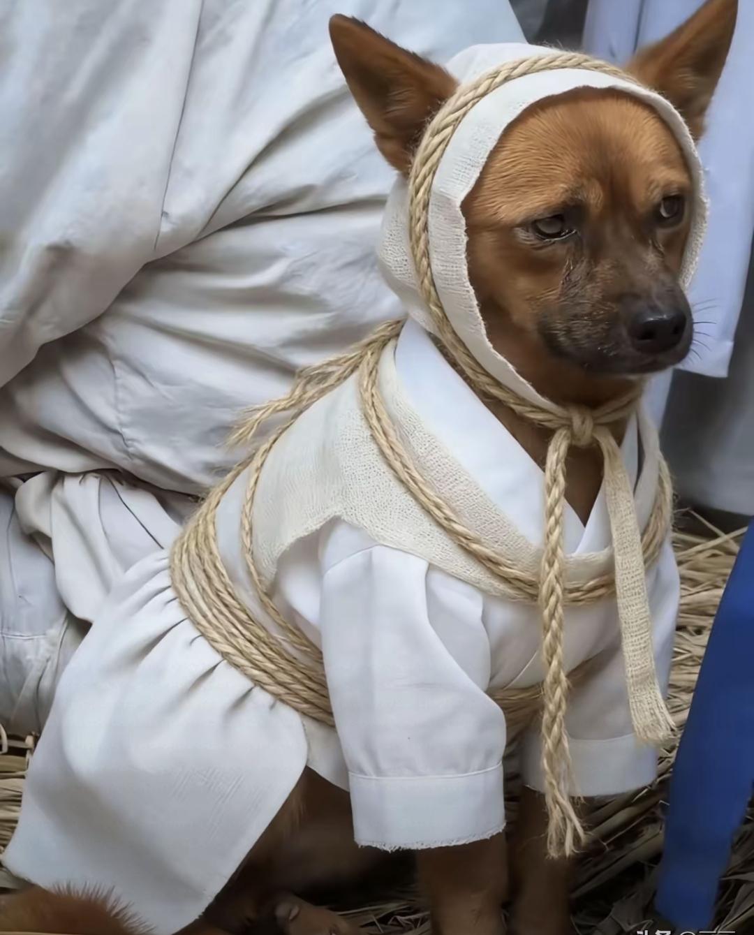 那晚我盯着它看了很久，它不像平时那样摇尾巴，也不叫。湖南怀化有个爷爷走后，狗