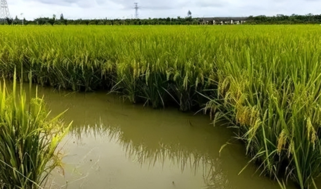 “天理何在？”吉林一农民在稻田养鱼，立了8块警示牌。雨季水涨，一男子偷鱼时失足淹