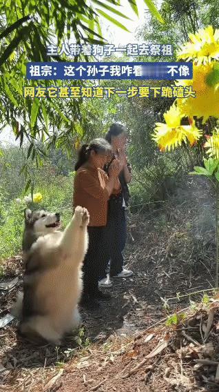 笑不活了！祭祖本是庄严肃穆的事，结果被一只阿拉斯加搅成了欢乐现场。主人带它去祭祖