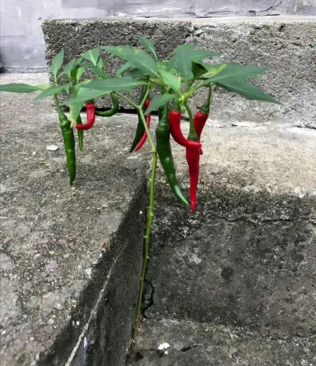 强者，从来不会抱怨环境。