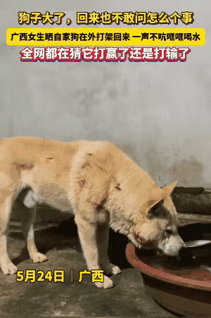 笑不活了！广西，一名女生在网上发了段视频，把自己家狗子给“挂”了出来。她说自家狗