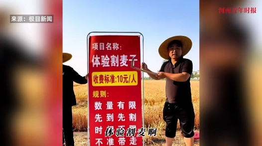 “人怎么能这么聪明！”5月27日，河南开封，一男子看到麦子熟了，推出了一个“体验