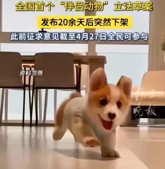 你听说了吗？伴侣动物新规为啥全网大半人都反对？其实道理真的很简单，这