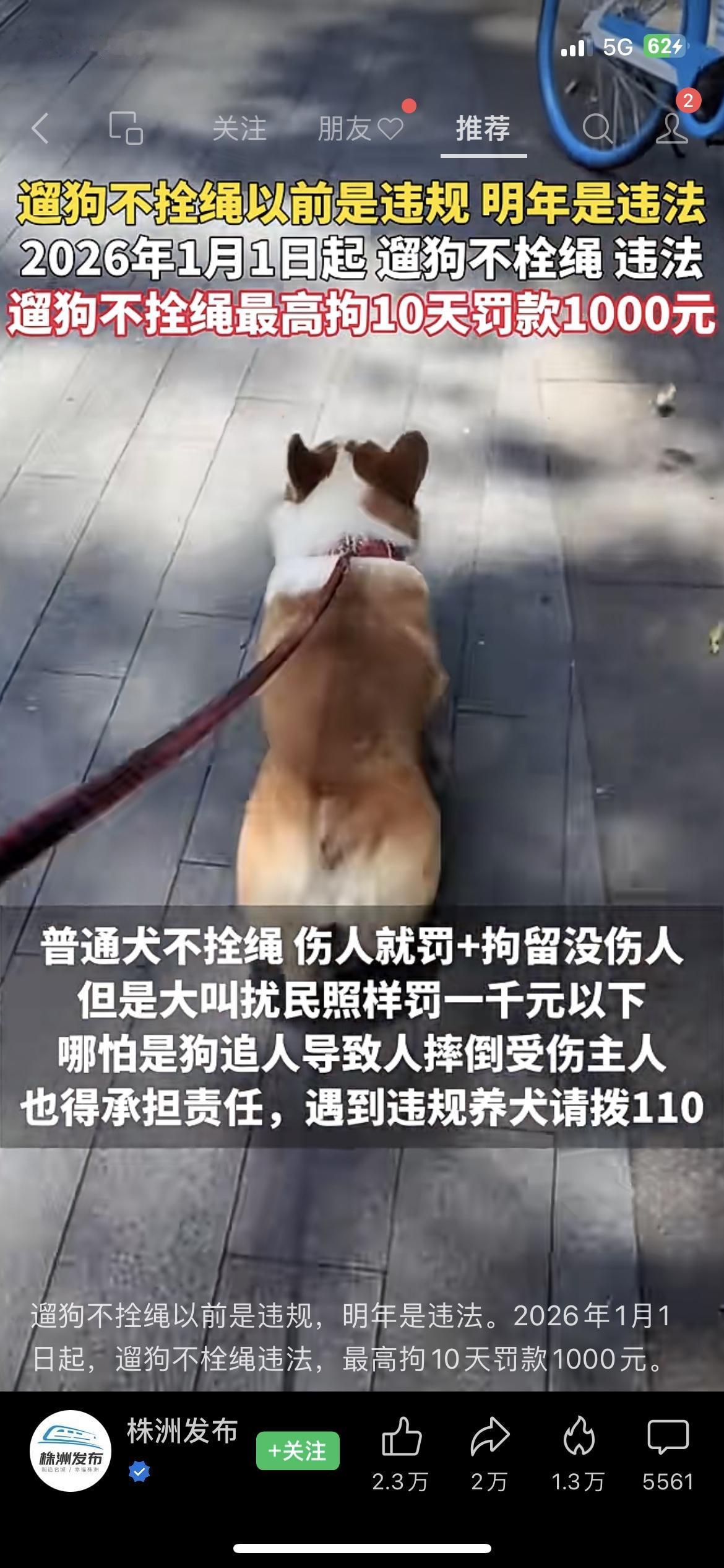 遛狗不拴绳2026年正式违法！最高拘10天+罚1000，养狗人必看养狗的朋友