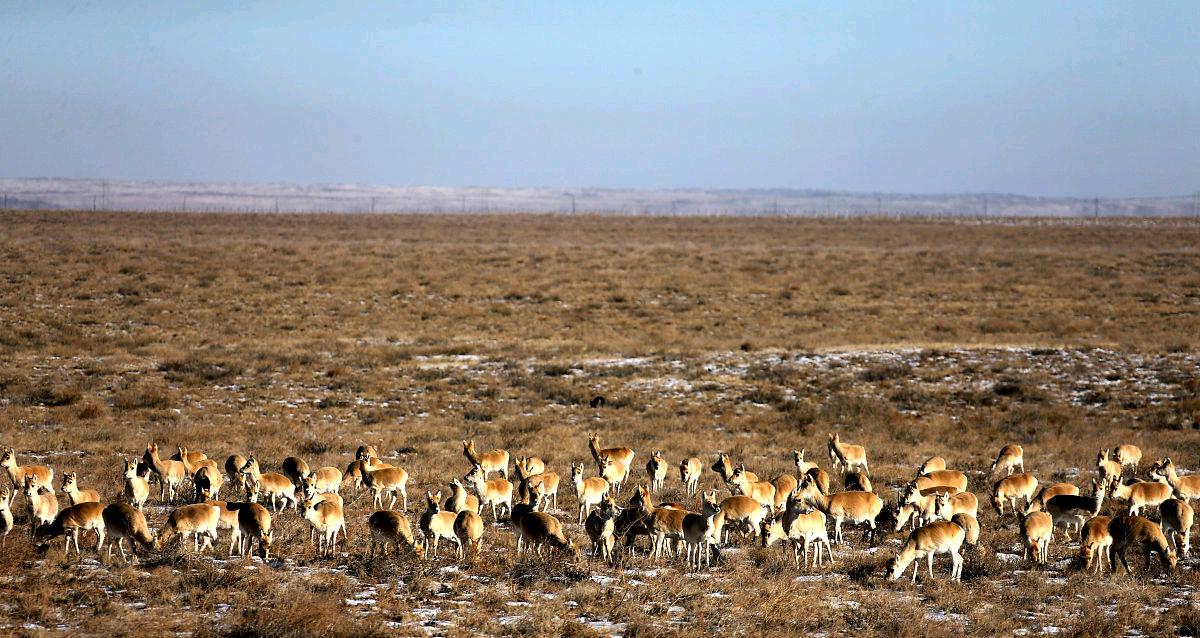 上万只黄羊“偷渡”到我国，在蒙古国连30厘米积雪都刨不开，到了内蒙古却集体“蹭吃