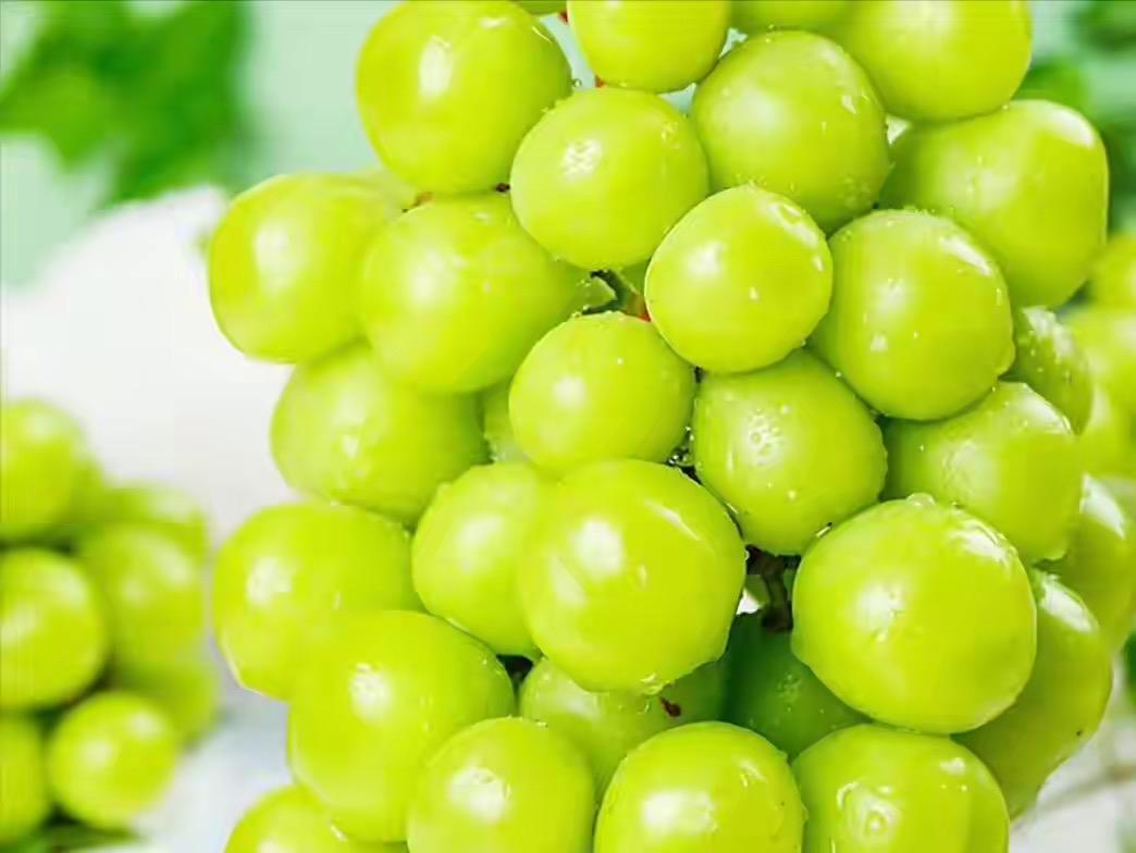 中国最好吃的8种葡萄，都是果中佳品，你吃过几个1.阳光玫瑰葡萄2.巨峰