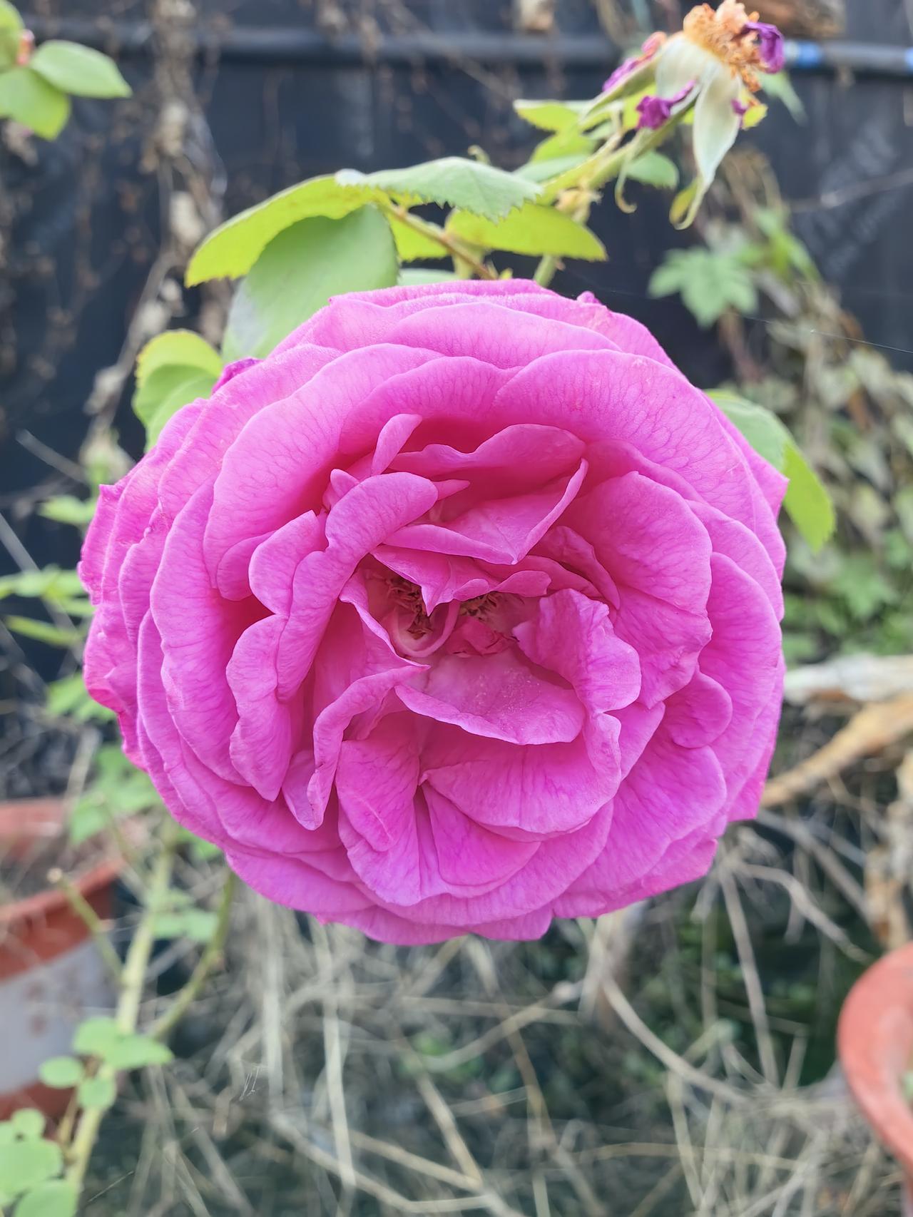 我这个人色弱，所以拍照这个事情就极其不擅长。不管是拍人物照还是风景照，感觉就没