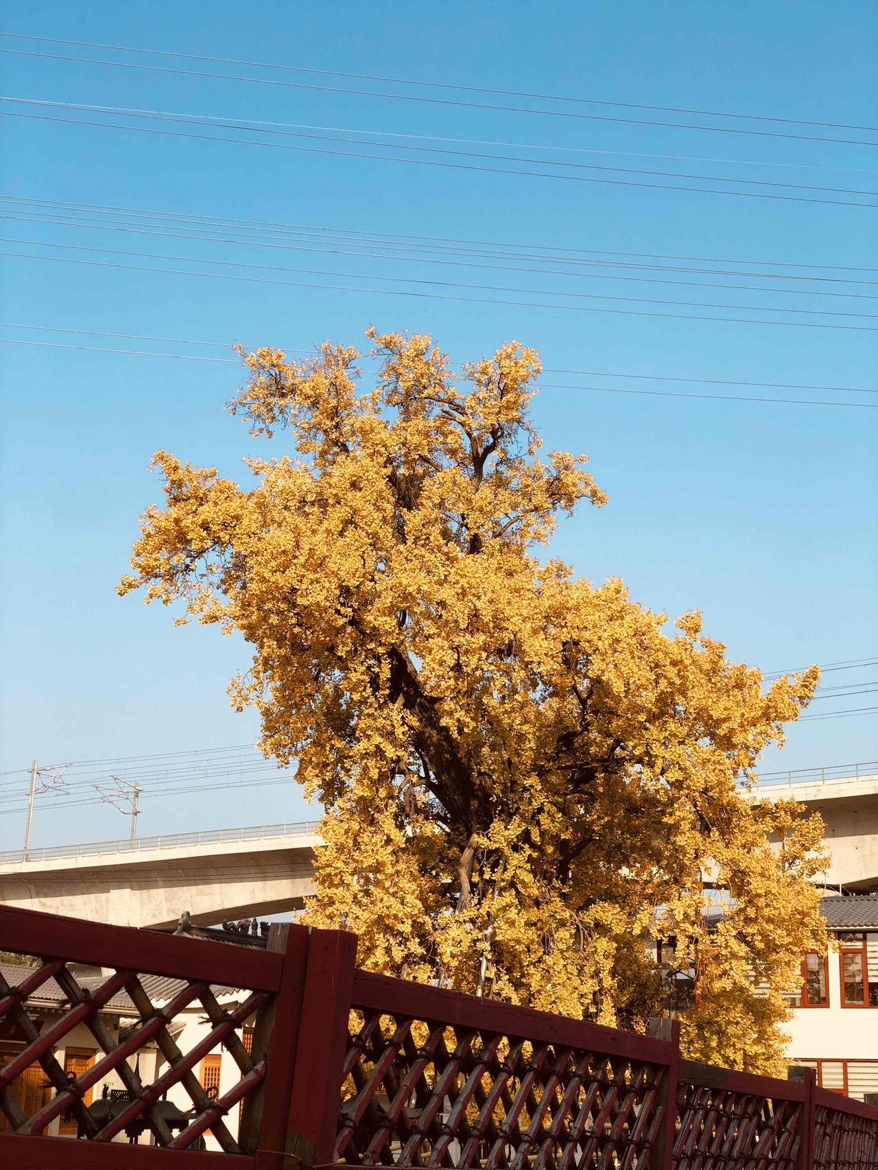 江南银杏满树金黄的季节，上海复建的春申道院那棵500年历史，见证了明朝、清朝、民
