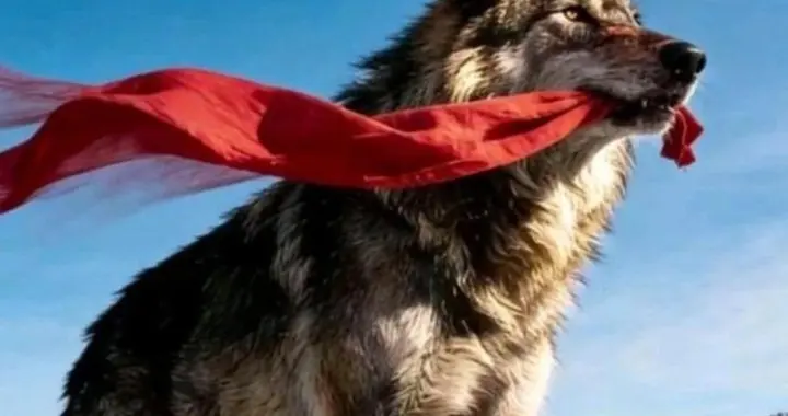 李微漪与格林的自由: 一场跨越物种的救赎, 照见人类的自然命题