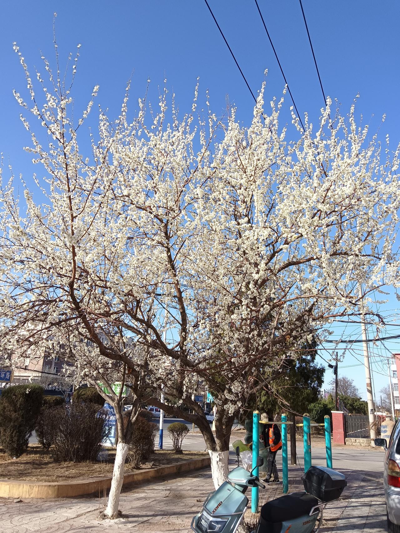 春日花开，树影婆娑，美好如画。🌸🌿💐