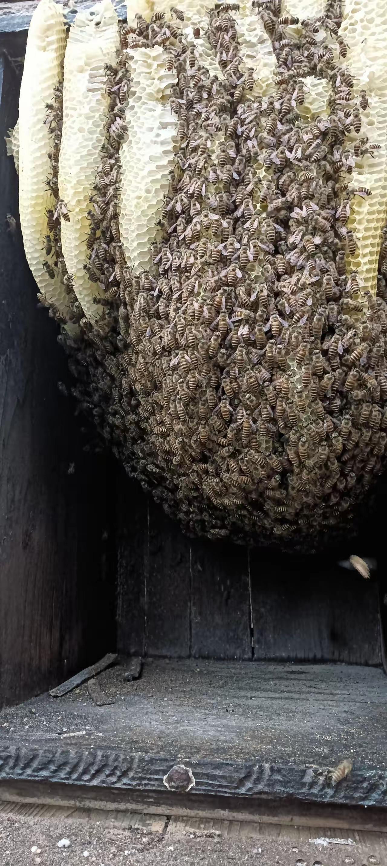 免费无人机喷药竟毒死蜜蜂，大山里的油菜田也遭殃!大山里本以为是农药的“净土”