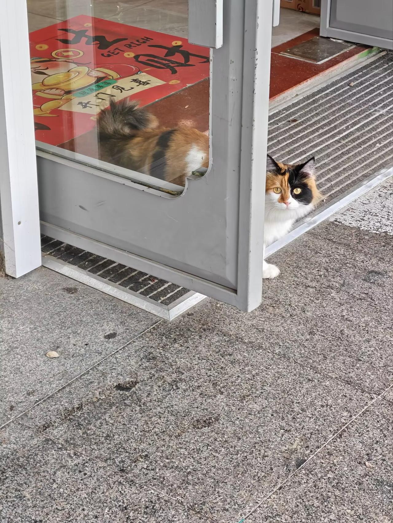 远看肥猫大，近看大肥猫