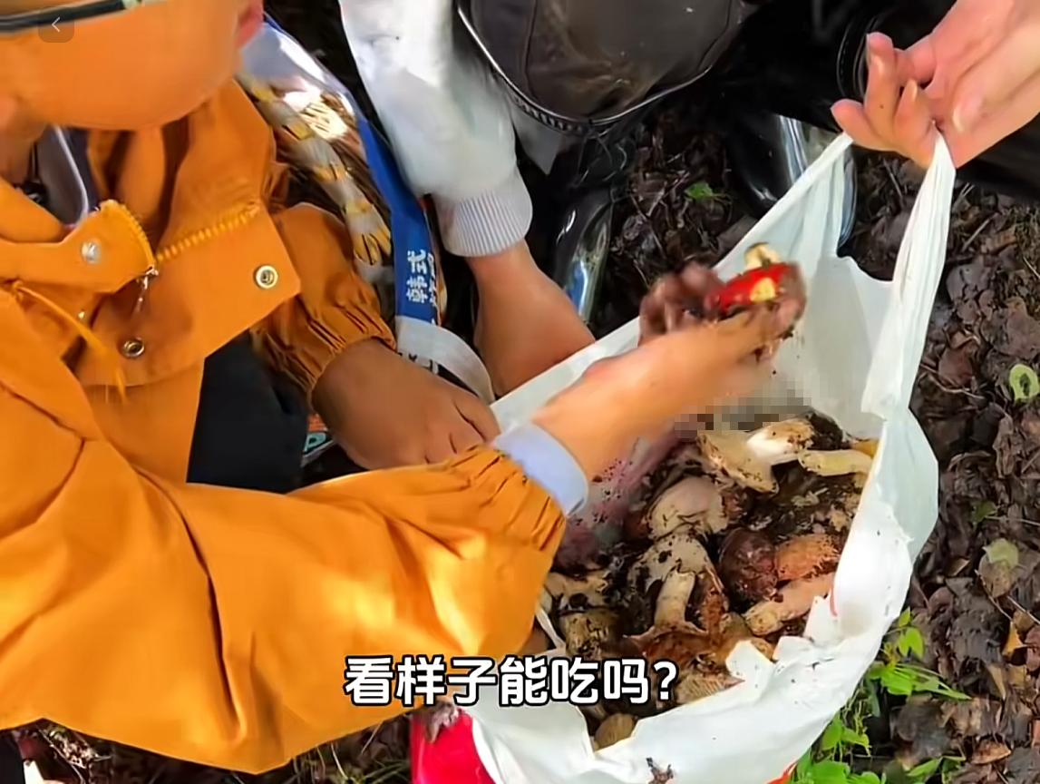 现在捡菌子都成网红项目了，一对情侣跟风上山，起早贪黑薅了十多斤菌子，还拿AI