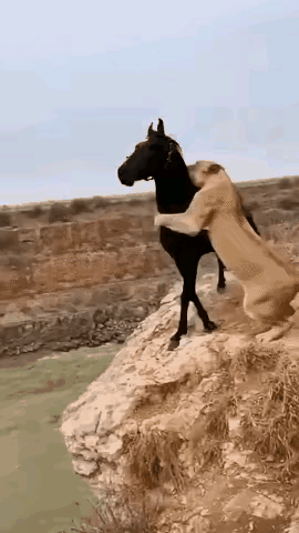 狮子捕猎，向来是王者级别的碾压局。谁能想到，这次却上演了教科书级别的“反杀