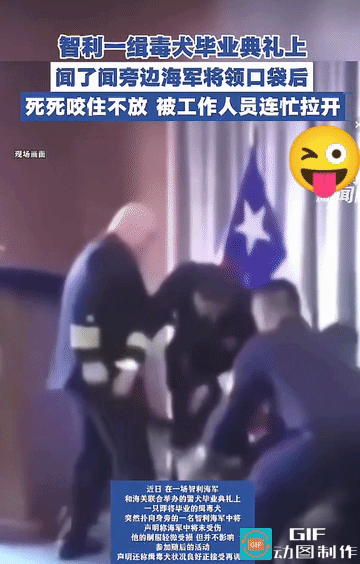 全场最耿直的缉毒犬，主打一个只认毒品不认官位智利这场缉毒犬毕业典礼，直接上