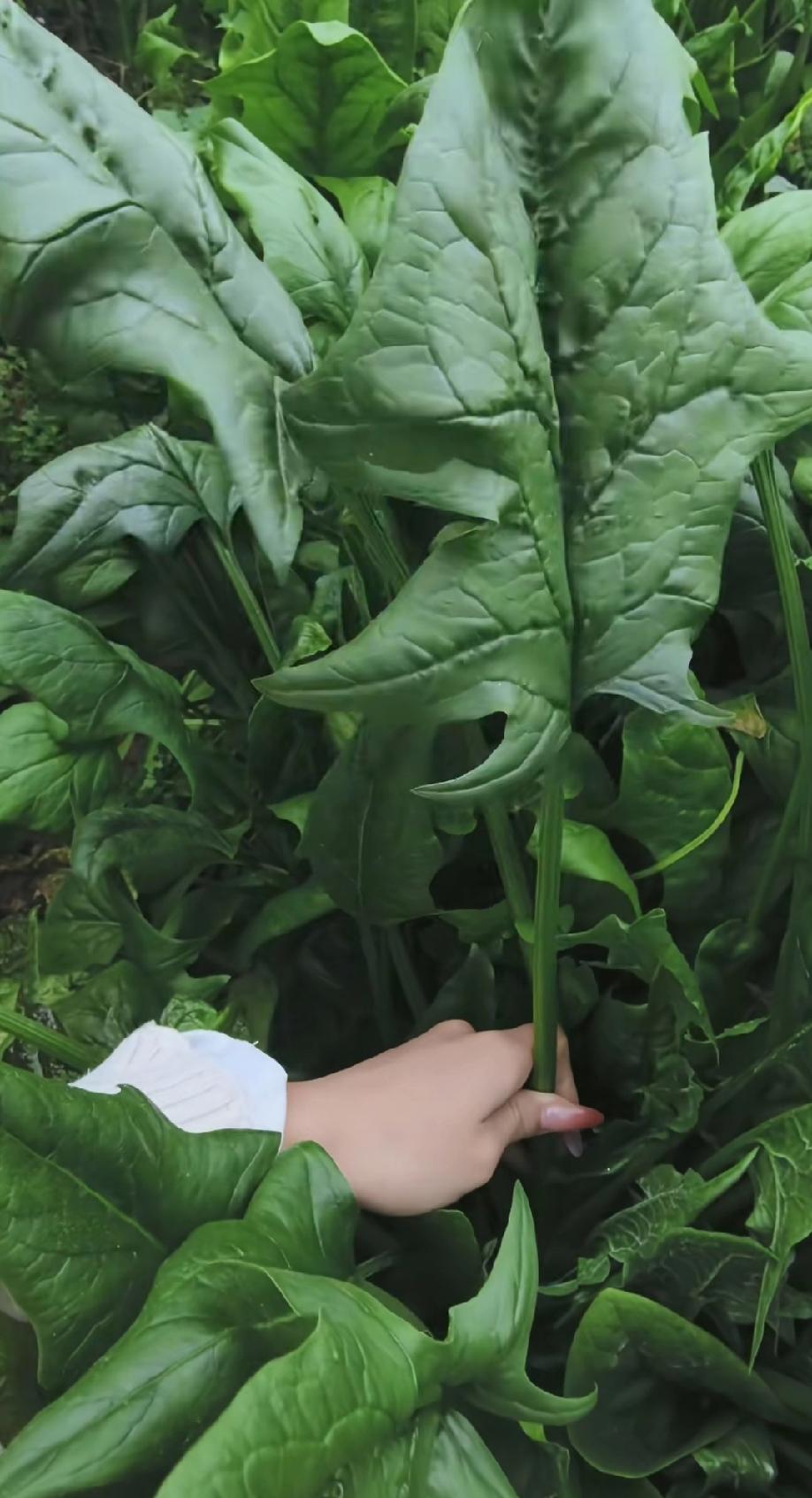 这是菠菜？女子分享老妈种的菠菜，个头比芭蕉叶还大，头一回见这么大的菠菜。这是