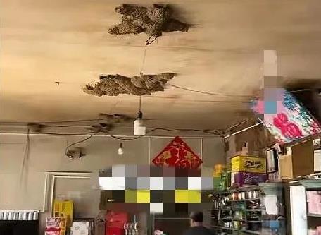 6月23日，山东烟台一商店里共有42窝燕子在屋里筑巢，店主称，这些燕子从最开始筑