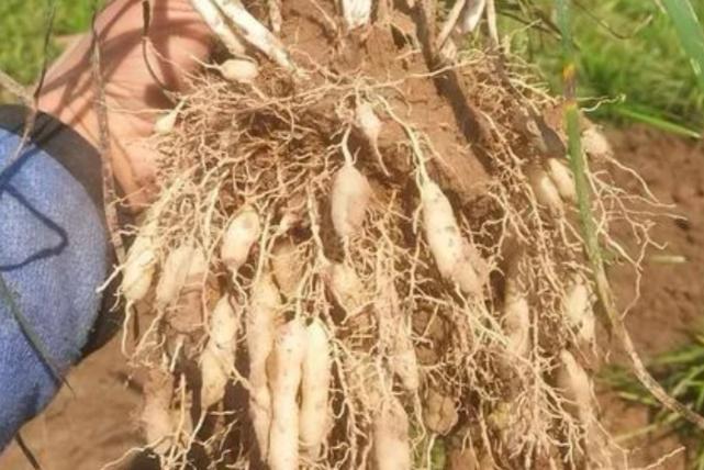 三味药调好血糖高、口渴多尿？行医三十年，我悟透：小方子才是真功夫大家好，我是