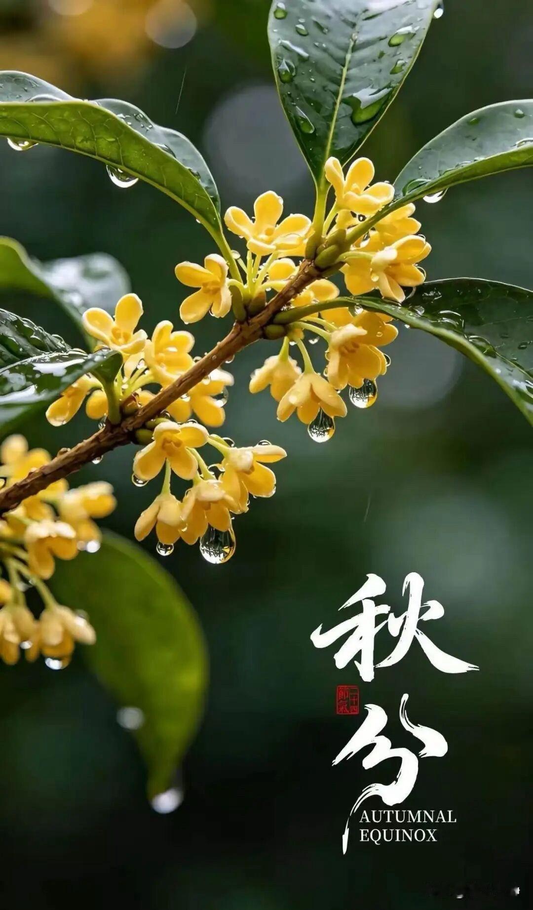 🍂²⁰²⁶/₀₉.₂₃ᵕ̈秋分早安｜桂香漫卷☕️🍒🍑🍃𝐆𝐨𝐨