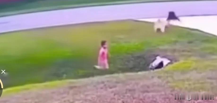 6岁幼童被一只黑狗攻击，一岁的黄狗拼命阻拦，幼童妈妈这才有空抱起小孩。恶狗伤小孩