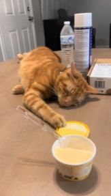 为了舔一口酸奶盖