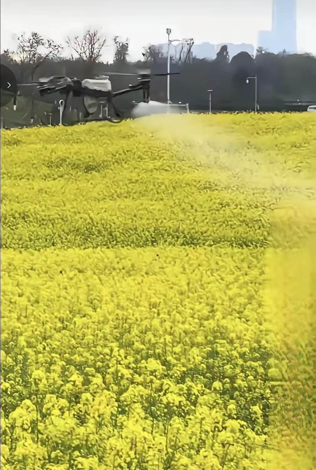 在农药和除草剂广泛使用下，自然界的青蛙、泥鳅、蚌壳、乌龟，甲鱼，野兔，都差不多野