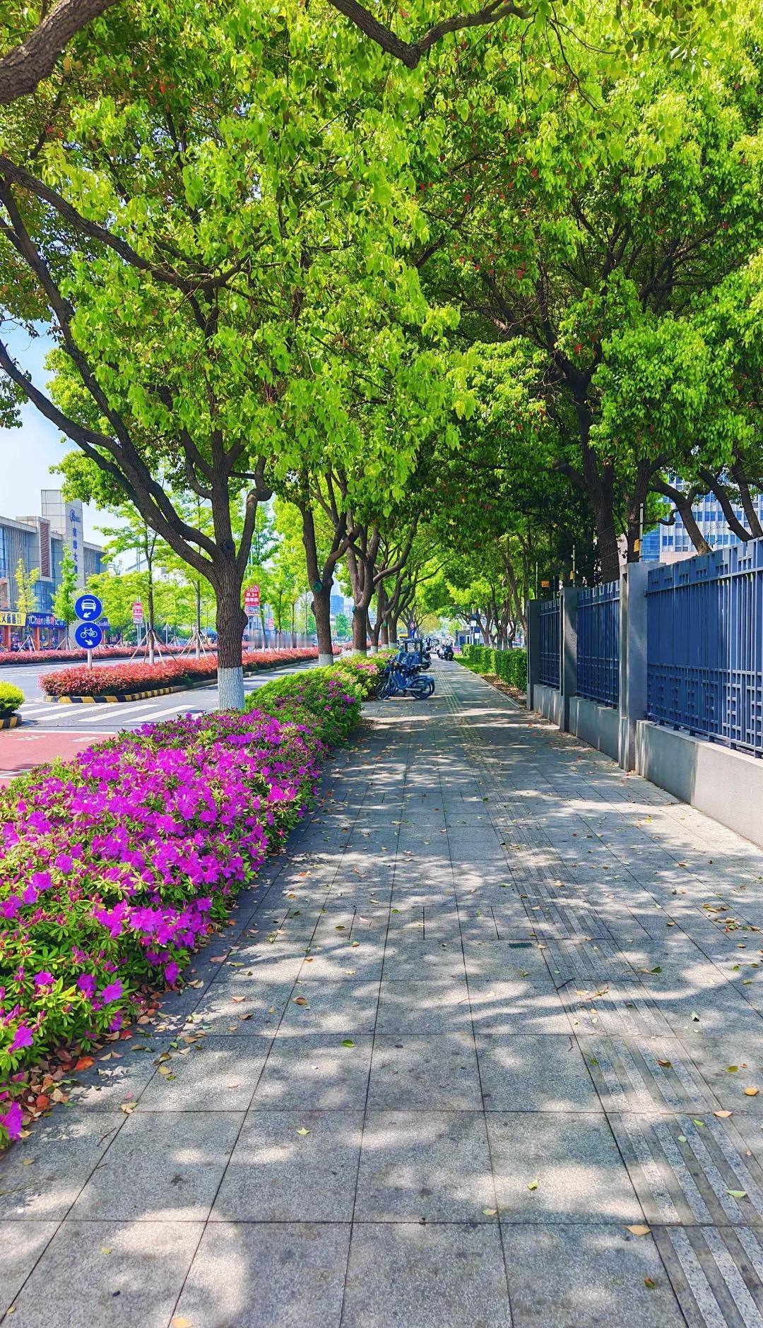 相城的绿化像是到了热带地区一样仔细观察一下苏州的绿化水平真不错相城作为郊区