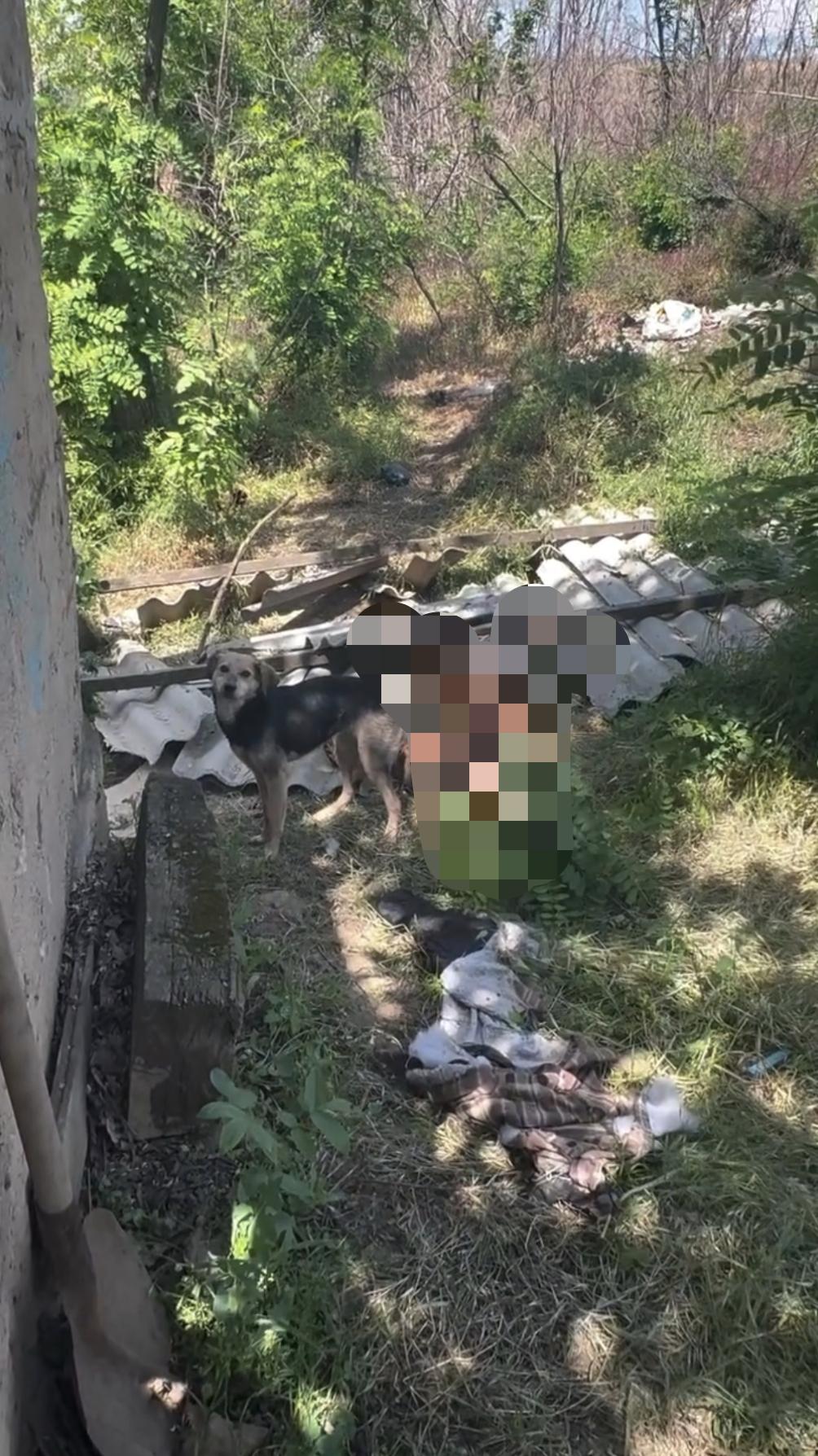 惨不忍睹！乌克兰士兵在康斯坦丁诺夫卡拍摄到俄罗斯士兵尸体被流浪狗啃食的画面。